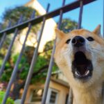 A Dog Barking Near a Metal Fence