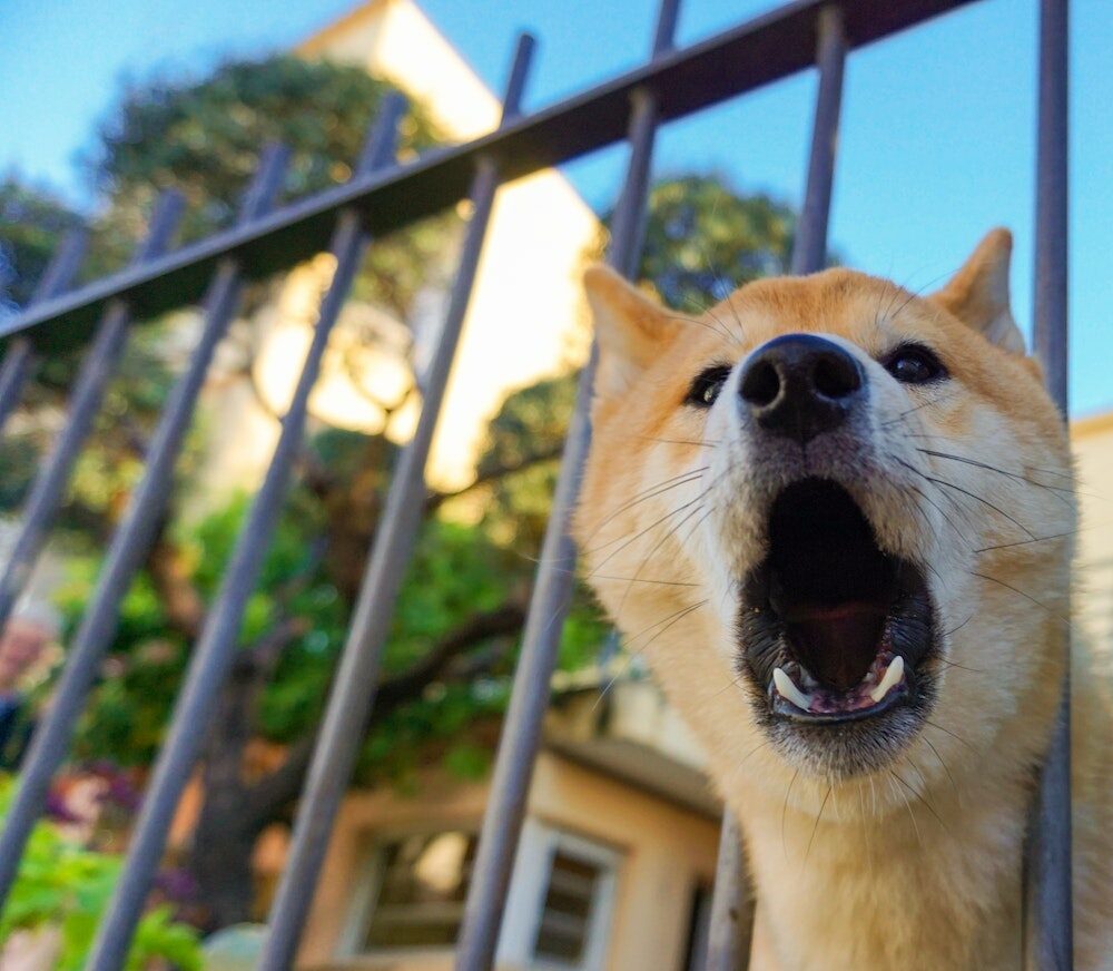 A Dog Barking Near a Metal Fence